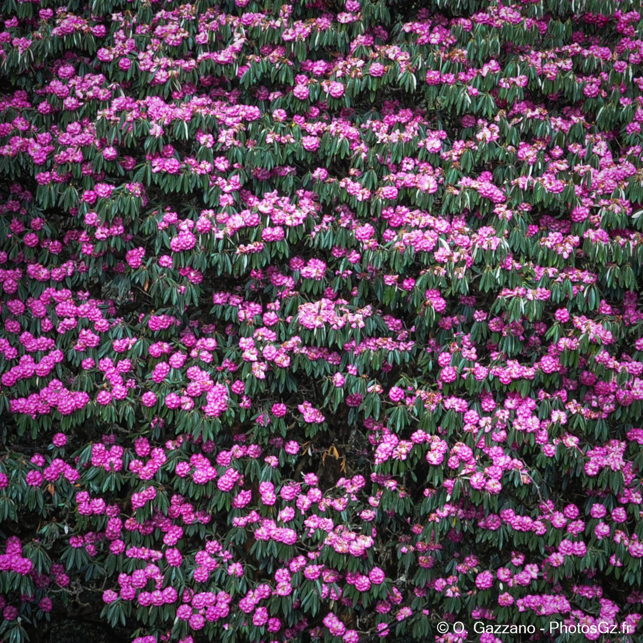 Rhododendrons / Népal